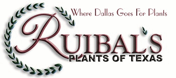 Ruibal's Plants of Texas Pearl Street - Ruibal's a retail nursery that also sells wholesale. Providing the best bedding plants, flowers, trees, shrubs, roses, shade or sun-patio plants, ferns, & perennials in DFW! Ruibal's Plants of Texas Pearl Street - Ruibal's a retail nursery that also sells wholesale. Providing the best bedding plants, flowers, trees, shrubs, roses, shade or sun-patio plants, ferns, & perennials in DFW!