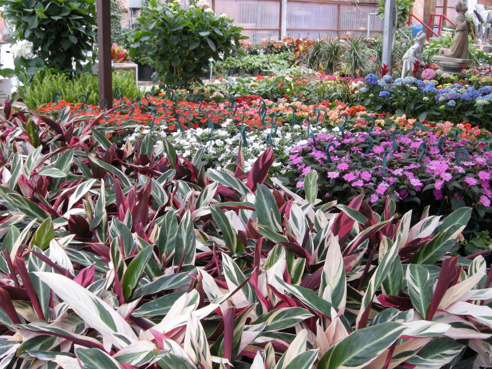 Ruibal�s Plants of Texas Pearl Street Dallas Lawn &amp; Garden