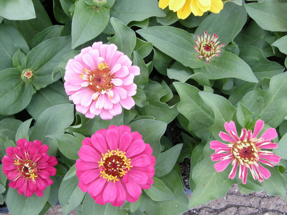 Ruibal�s Plants of Texas Pearl Street Dallas Lawn &amp; Garden