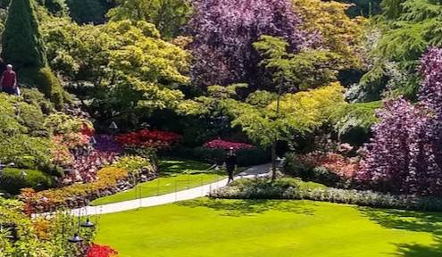 Grapevine Goes Green Grapevine Goes Green