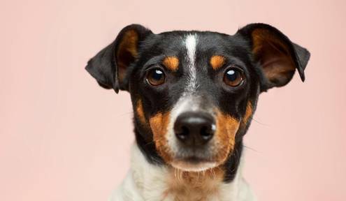 A Guide for First-Time Dog Owners: From Preparing  to Caring A Guide for First-Time Dog Owners: From Preparing  to Caring