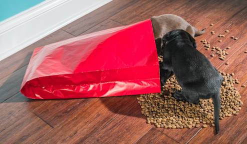 Where Does Dog Food Packaging Come From?