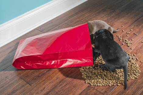 Where Does Dog Food Packaging Come From?
