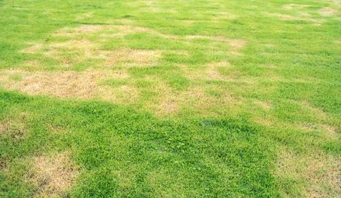 How to Get Rid of Brown Patches in Your Lawn