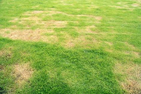 How to Get Rid of Brown Patches in Your Lawn