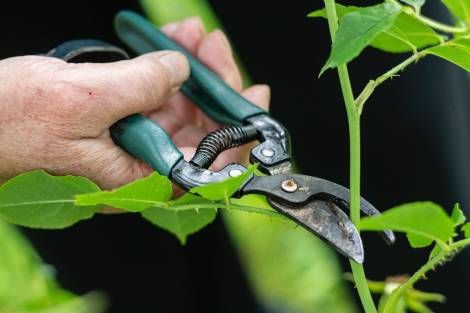 Why Home Garden Maintenance is Key to a Welcoming Outdoor Space