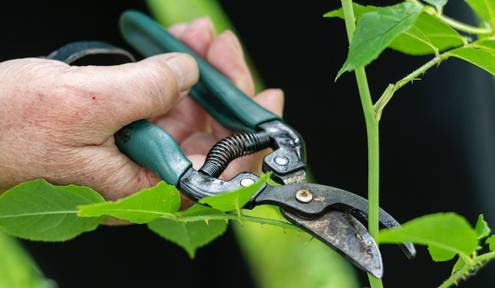 Why Home Garden Maintenance is Key to a Welcoming Outdoor Space